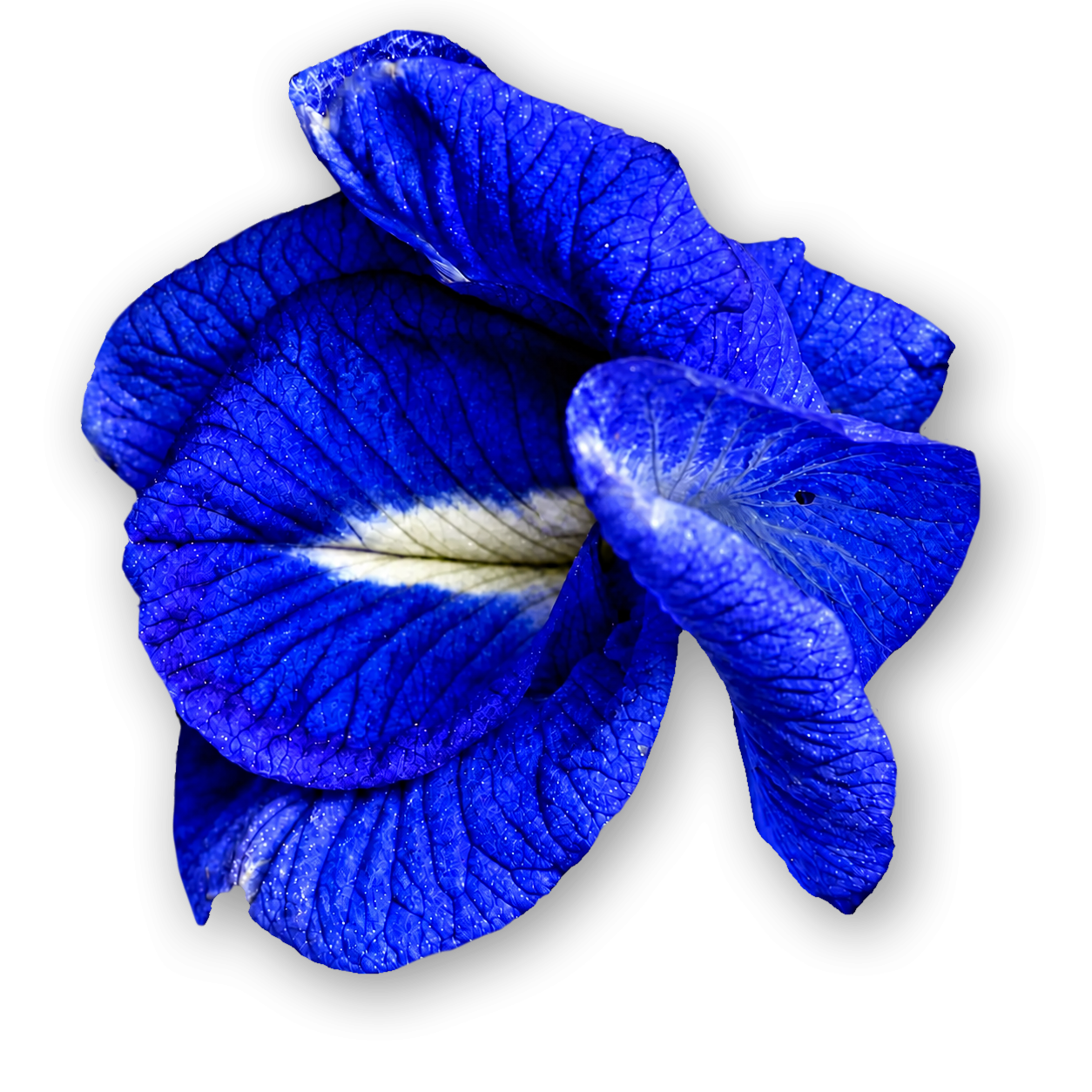 Цветок мотылькового горошка (Clitoria ternatea) — источник синих антоцианов в формулах PEPTÉRA